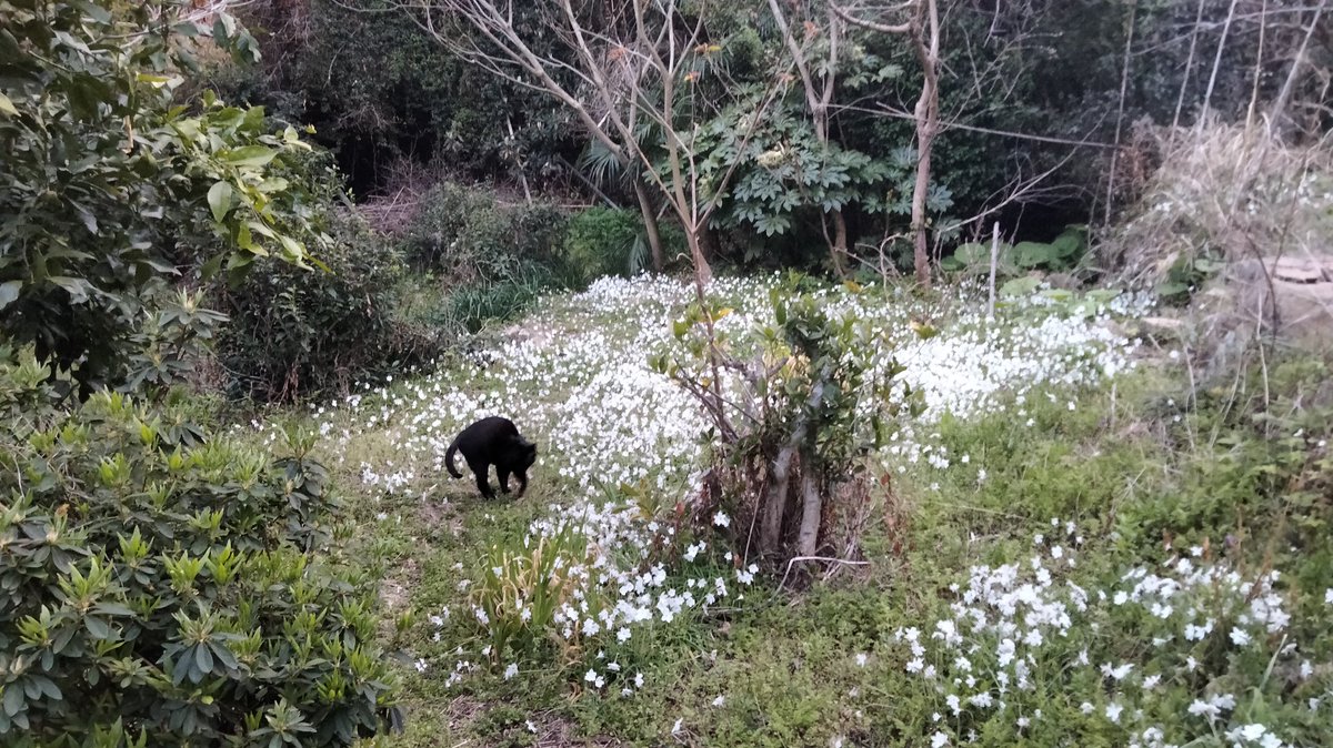 BertiePage's tweet photo. Our Australian cat loves Japan.
Spring in Atami. https://t.co/FkWvU0i59B