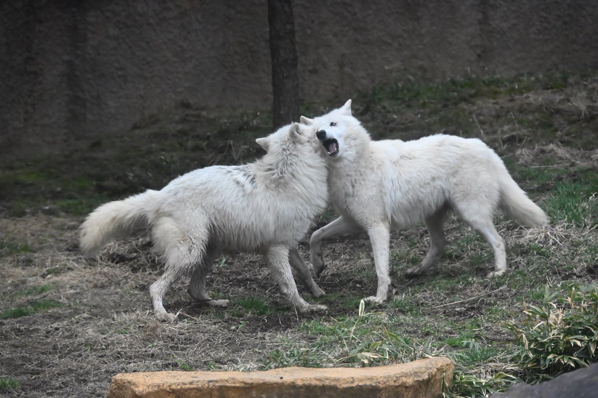 しっぽう tweet media