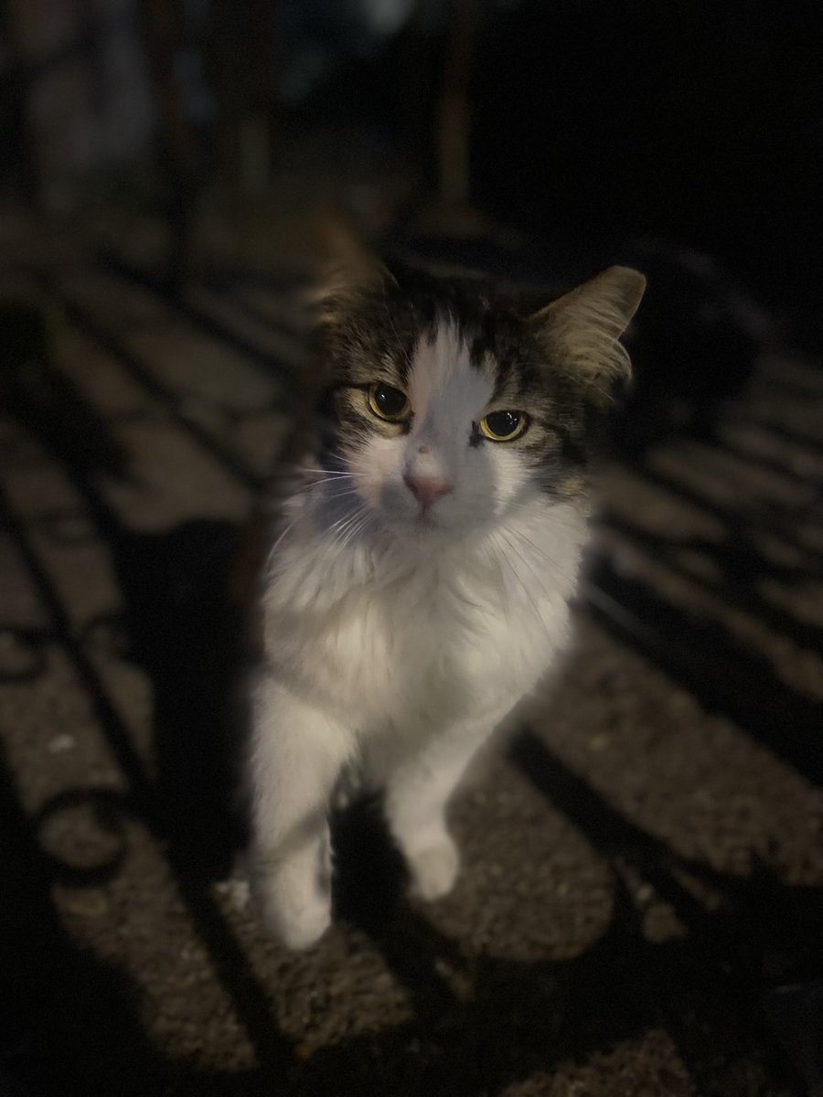 Na Dan napuštenih životinja pitam se zašto ja ovako lepa i dobra još nemam dom. A toliko se trudim da budem uvek doterana, što nije lako kad živiš na ulici.