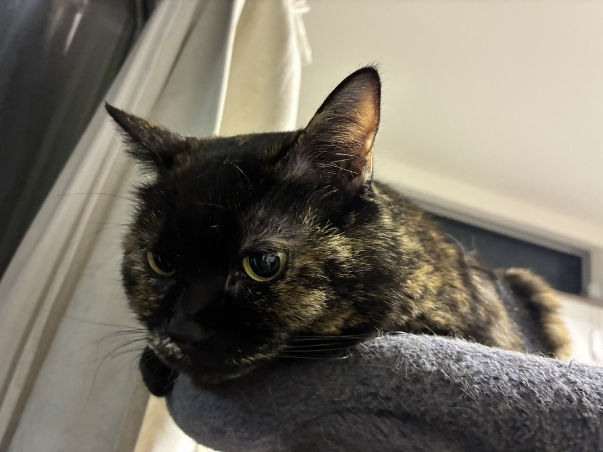 サビエールサビサビ・ザ・サビ3世 tweet media