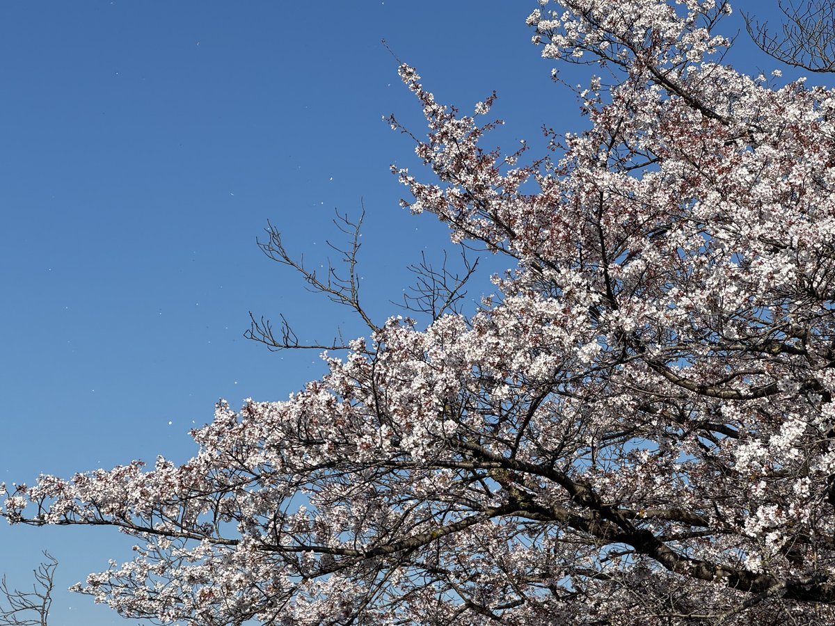 sa2800jun's tweet photo. 桜🌸 https://t.co/2y97mOj3c0