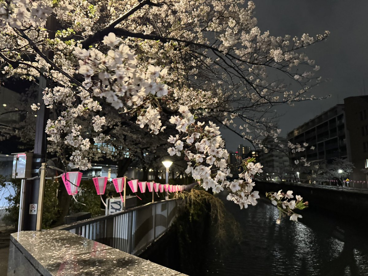目黒川の夜桜🌸
雨風の中仕事終わりに行って来ました🙌
綺麗だったなぁ🥰