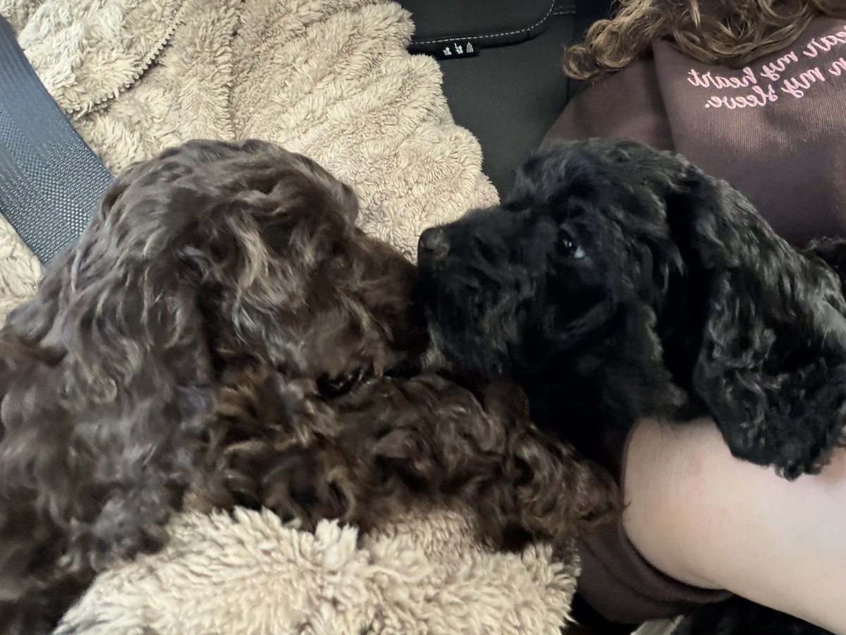 rosh ✩ tweet media