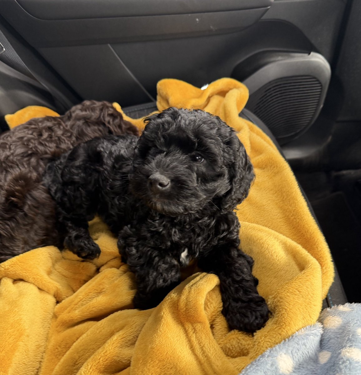 rosh ✩ tweet media