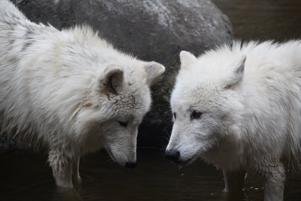 しっぽう tweet media