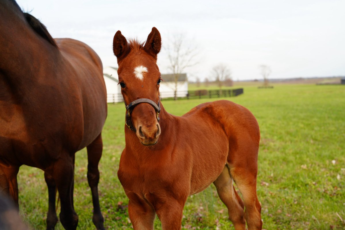 Godolphin tweet media