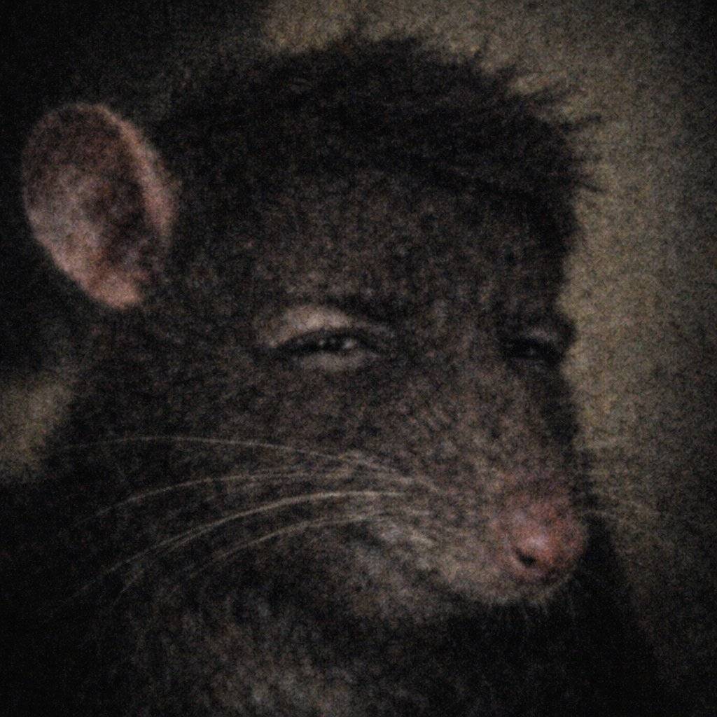 👑Fake Hirsch🦌 tweet media