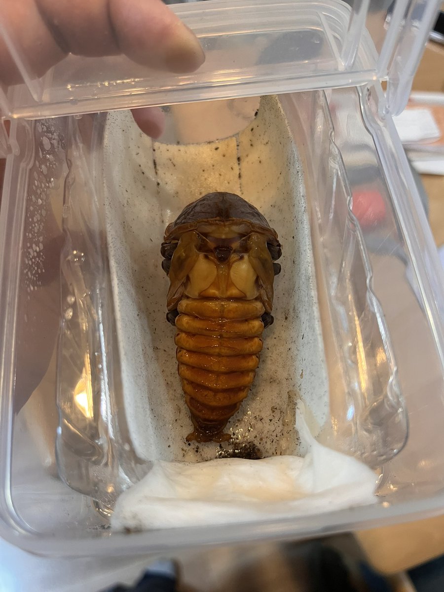 黒ネズミ34 tweet media