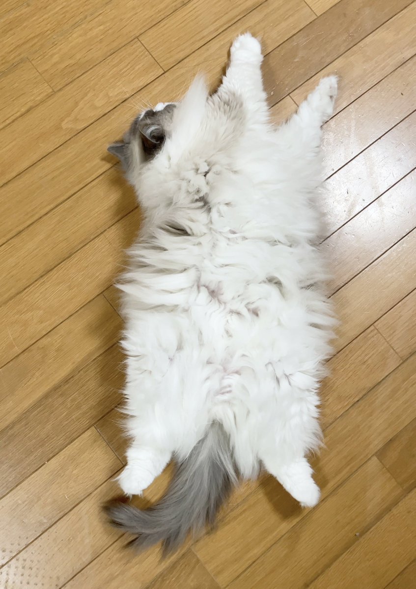 【ラグドール】ひなファン tweet media