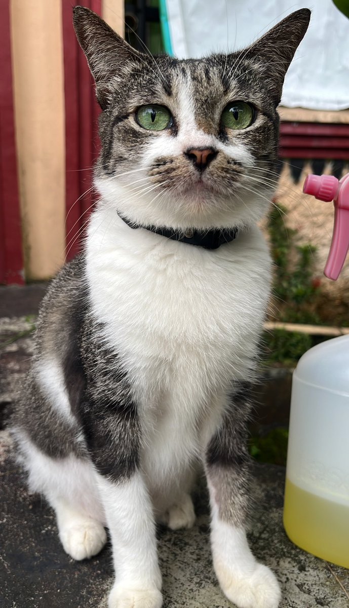 Fio˖Ი𐑼⋆ | 🐰 tweet media