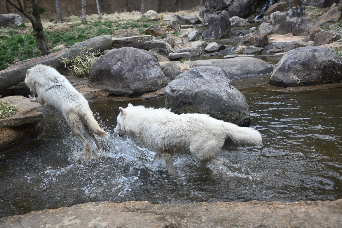 しっぽう tweet media