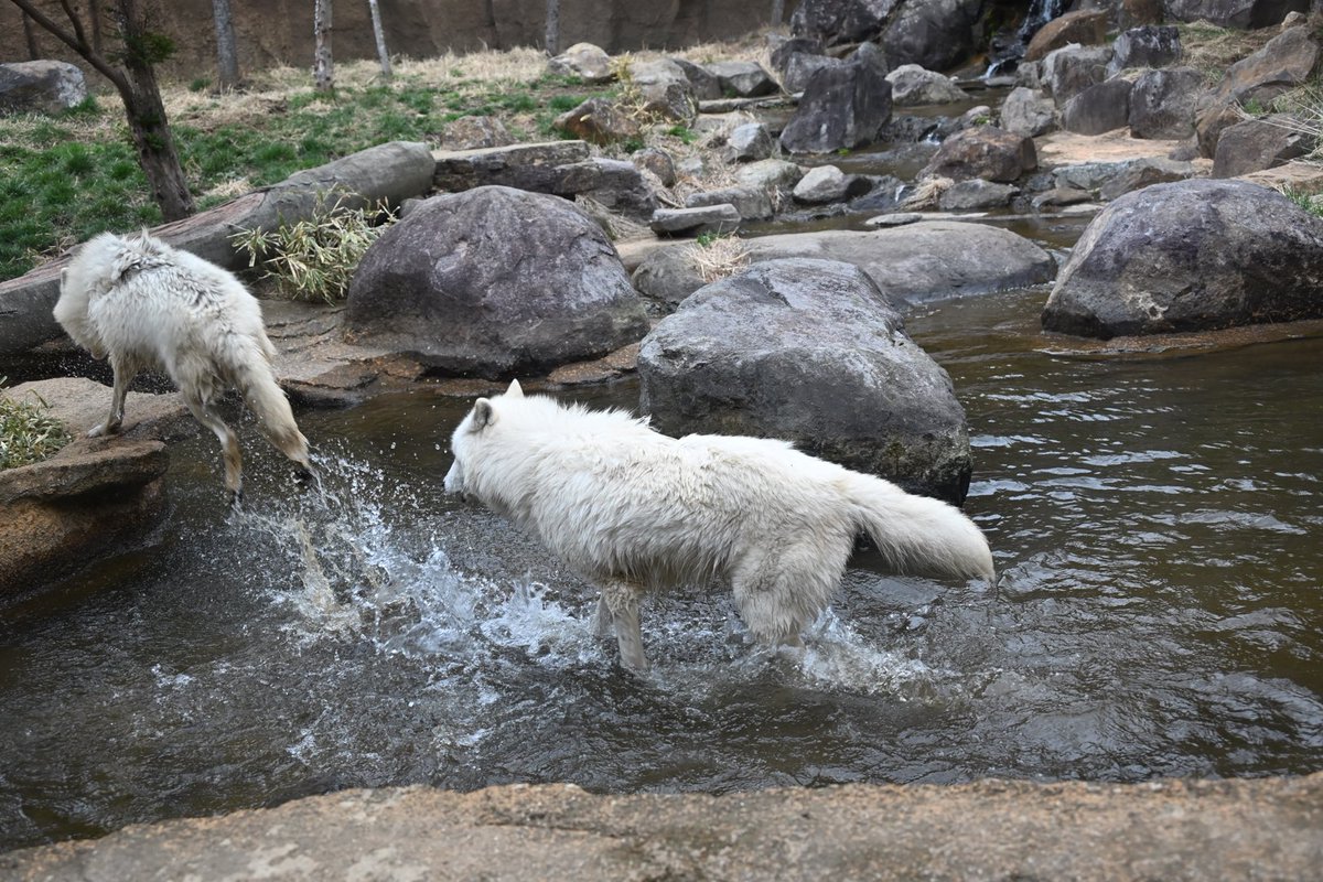 しっぽう tweet media