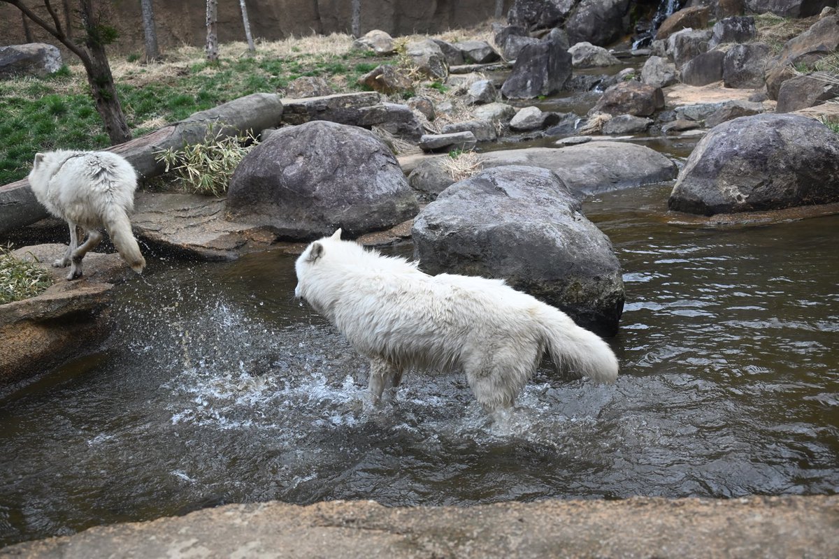 しっぽう tweet media