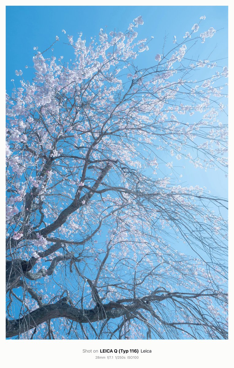 姫宮レーニャ🐈‍⬛👑JPVtuber tweet media