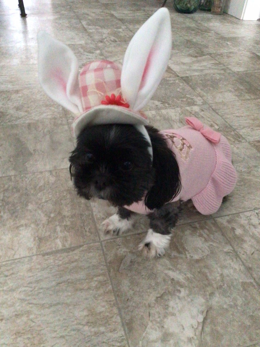 Cedar Shih Tzu 🐶/ Angel Coffee Tzu 🐶🌈🇨🇦 tweet media