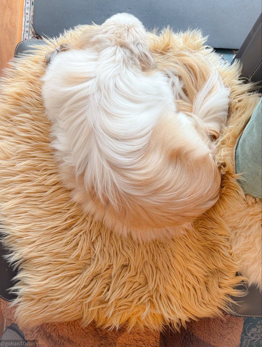 ごはんカレー 💙baystars tweet media