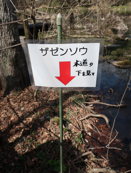 guriguridera's tweet photo. 箱根湿生花園で貴重なザゼンソウを鑑賞しました。 https://t.co/sxJcIuRjUd