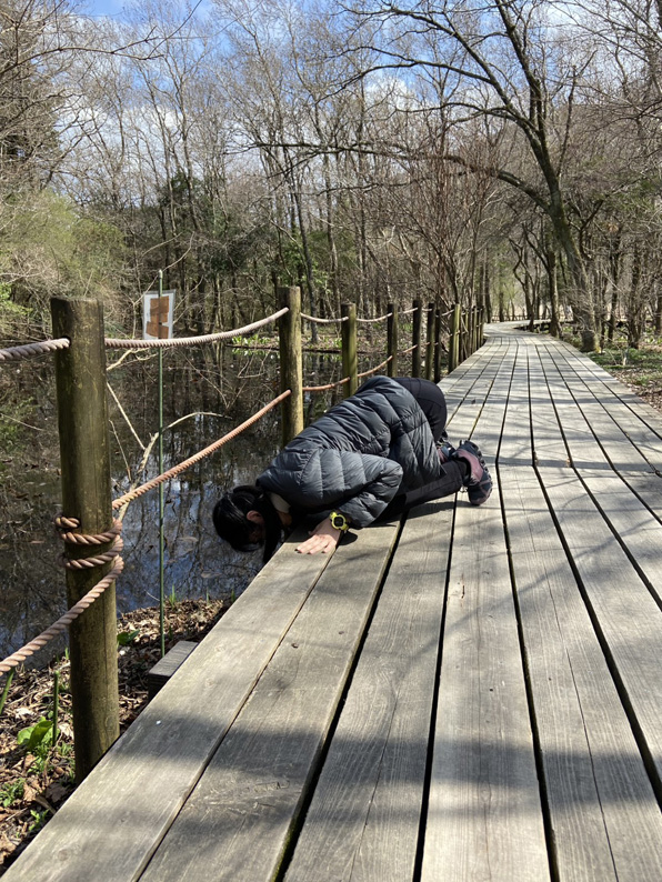 guriguridera's tweet photo. 箱根湿生花園で貴重なザゼンソウを鑑賞しました。 https://t.co/sxJcIuRjUd