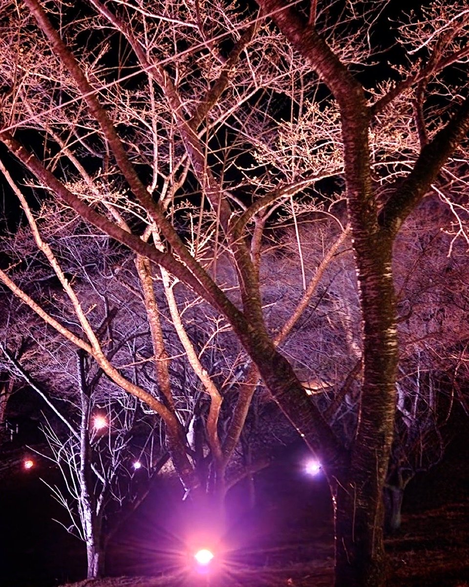 kagobosakura's tweet photo. 先日4月3日から、いよいよ加護坊桜まつりがスタートしました！
同日の夕方からは、大崎市立田尻中学校の生徒さんと一緒に、夜桜ライトアップ点灯式を行いました。
加護坊山の桜はまだ蕾ですが、今月上旬〜中旬には見頃を迎えそうな予感…🌸✨
#加護坊桜まつり #宮城県大崎市田尻 #夜桜ライトアップ https://t.co/3pqNFV4PRi