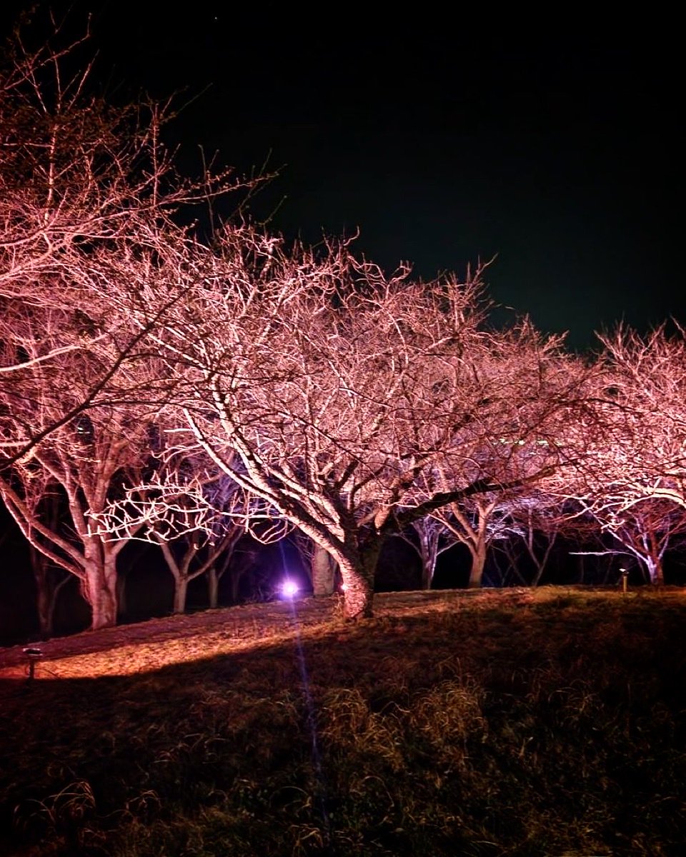 kagobosakura's tweet photo. 先日4月3日から、いよいよ加護坊桜まつりがスタートしました！
同日の夕方からは、大崎市立田尻中学校の生徒さんと一緒に、夜桜ライトアップ点灯式を行いました。
加護坊山の桜はまだ蕾ですが、今月上旬〜中旬には見頃を迎えそうな予感…🌸✨
#加護坊桜まつり #宮城県大崎市田尻 #夜桜ライトアップ https://t.co/3pqNFV4PRi