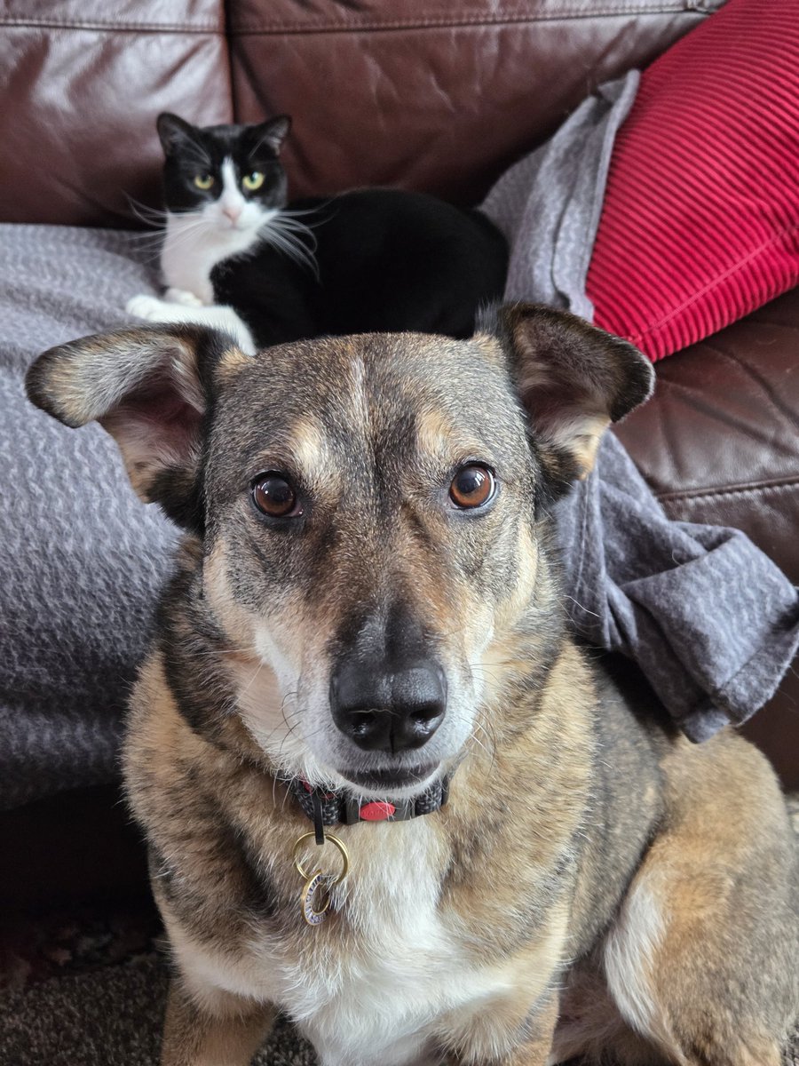 🐶 Maks, Callie and Bonnie 🐱🐱 tweet media
