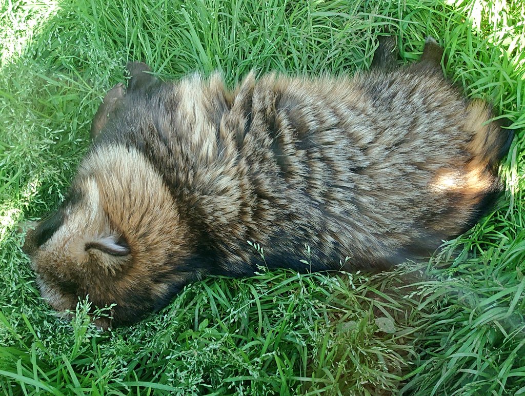 長槻望@かちかち山 tweet media