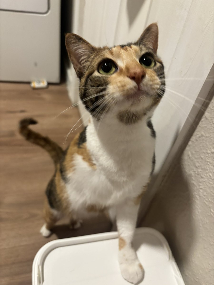 gasket ⚙️ tweet media