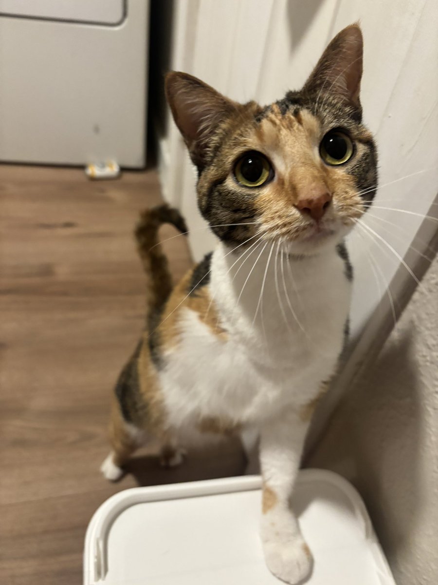 gasket ⚙️ tweet media