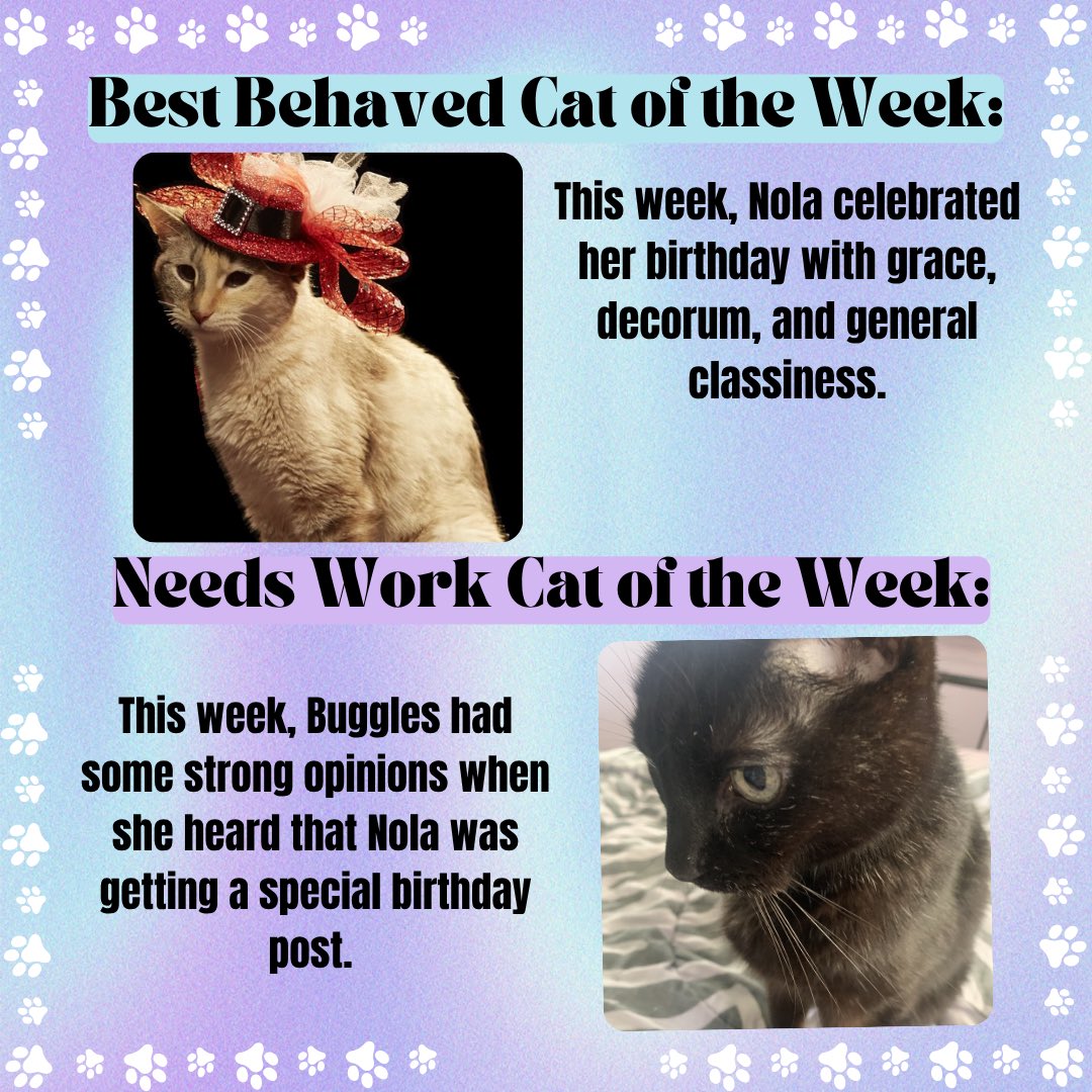 The Amazing AcroCats tweet media