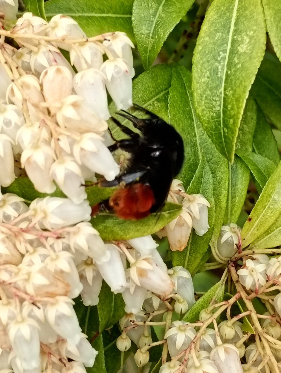 Dr Janet Lees tweet media