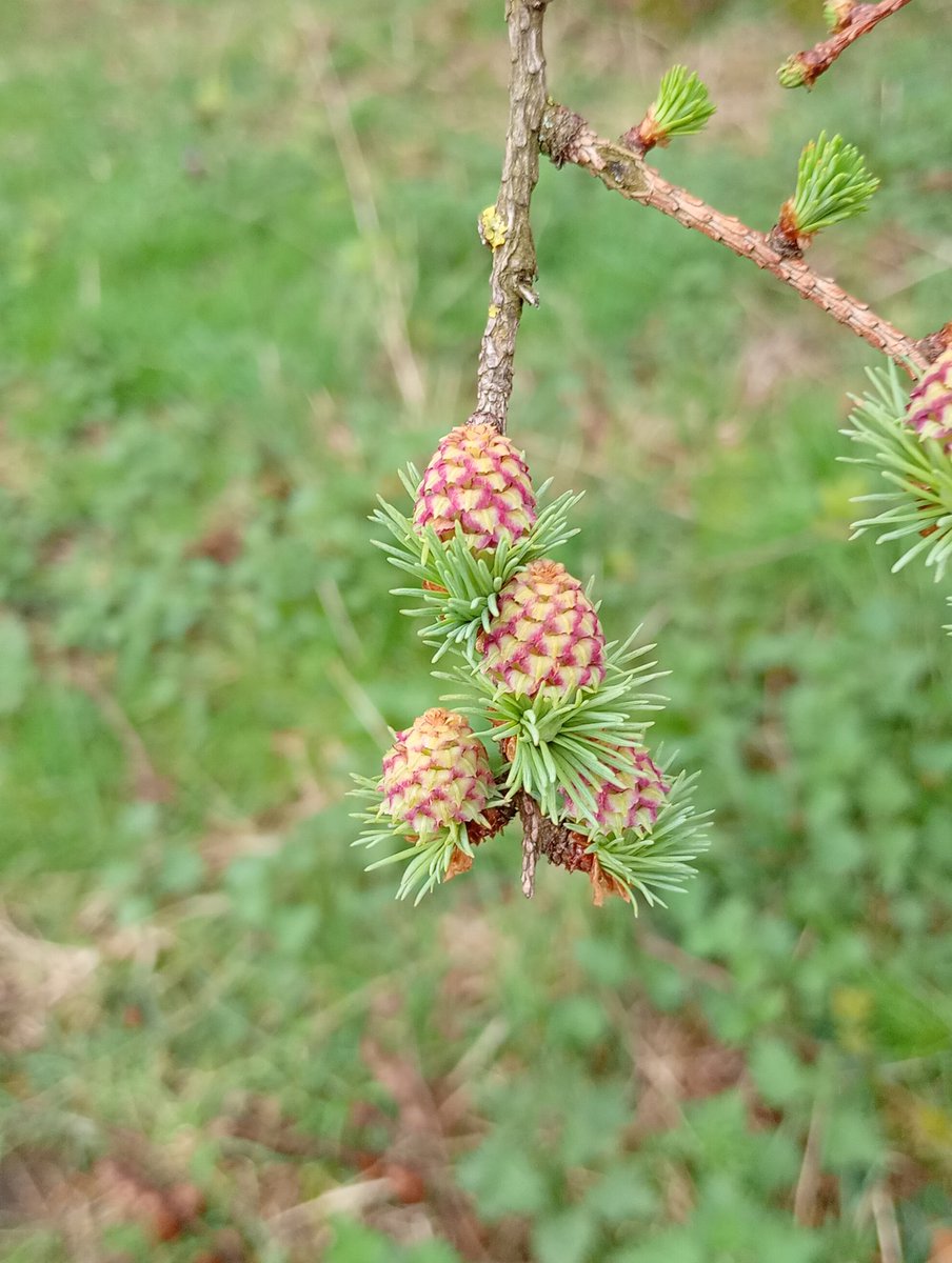 Dr Janet Lees tweet media