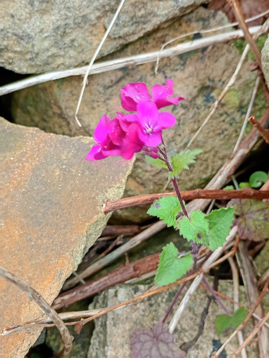 Dr Janet Lees tweet media