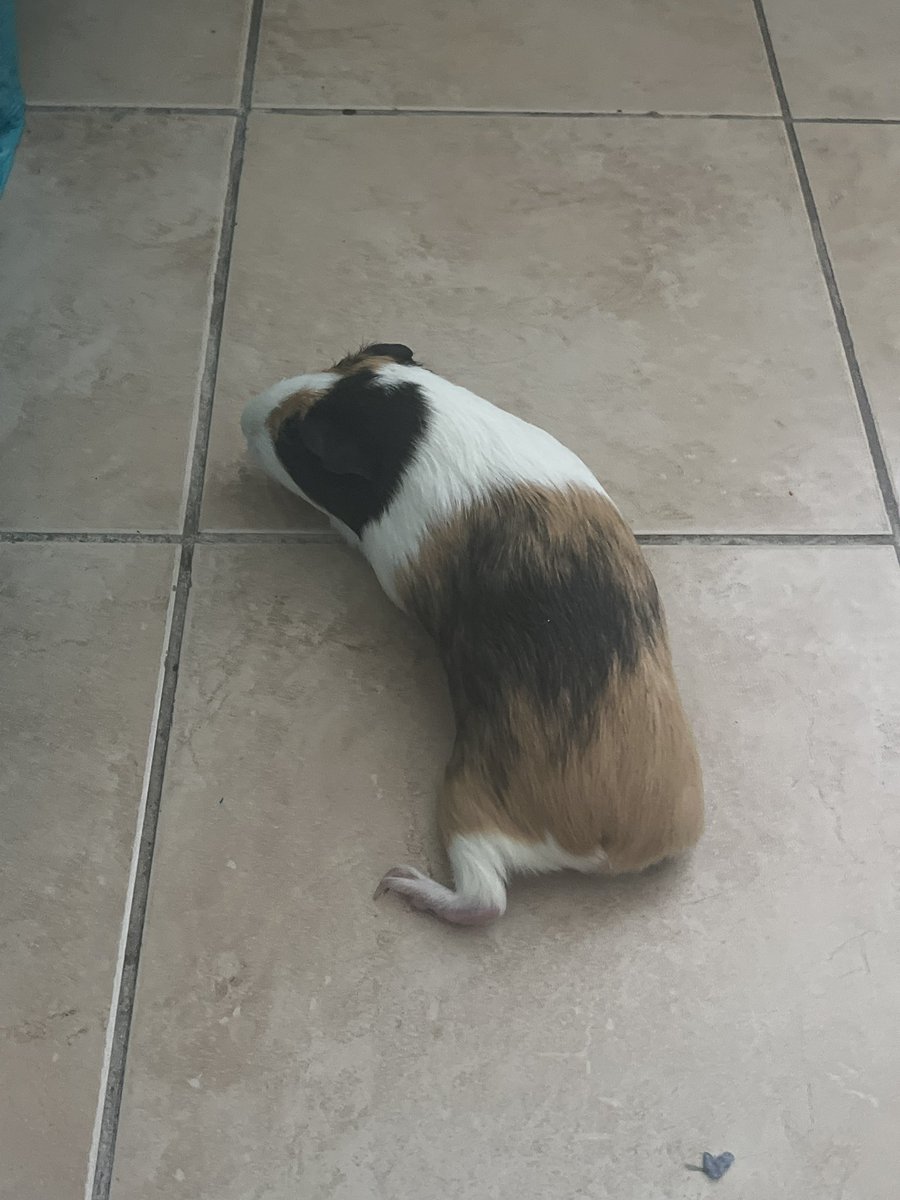 Zuzu 🐦‍⬛🍗 V-halo tweet media