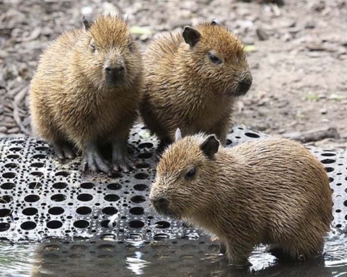 Capybara Jones (@CapyjonesBara) / Posts / X