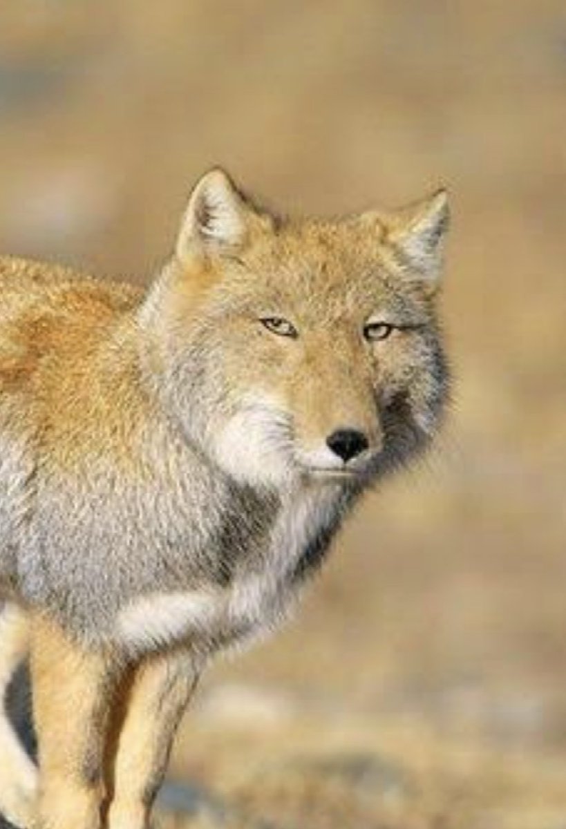 くじら tweet media