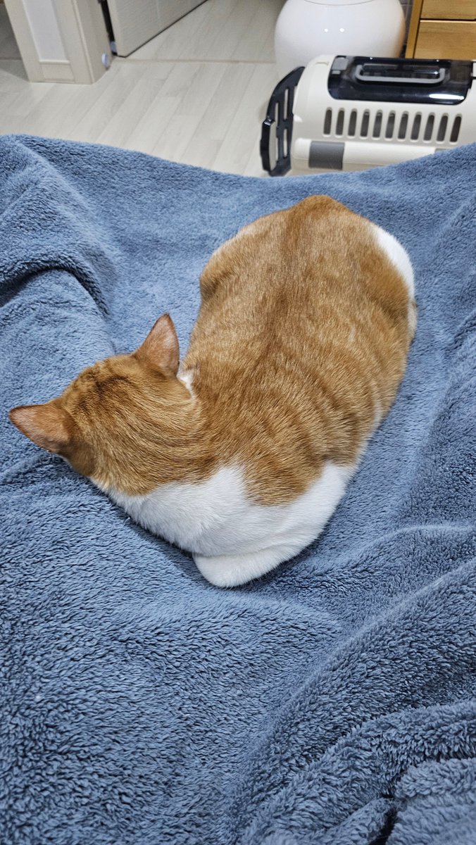 강나루 건너 밀밭길을... tweet media