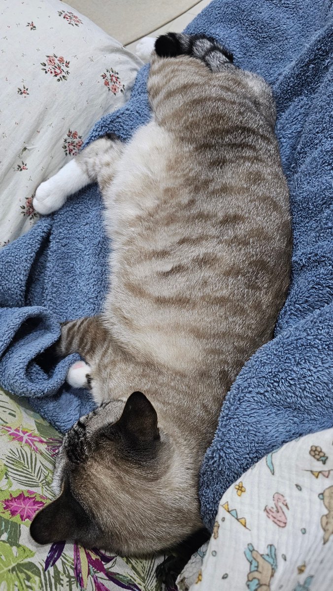 강나루 건너 밀밭길을... tweet media