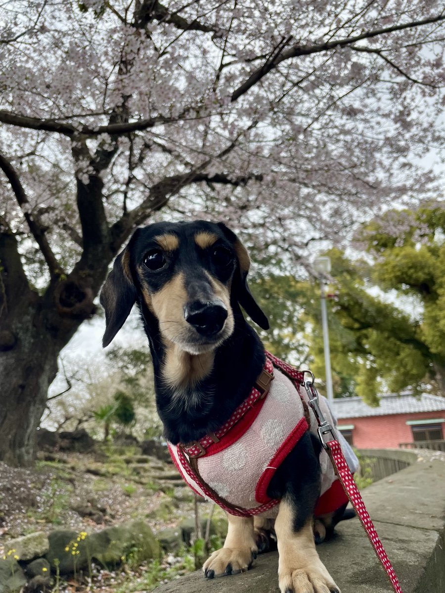 Alice_Chocolat tweet media