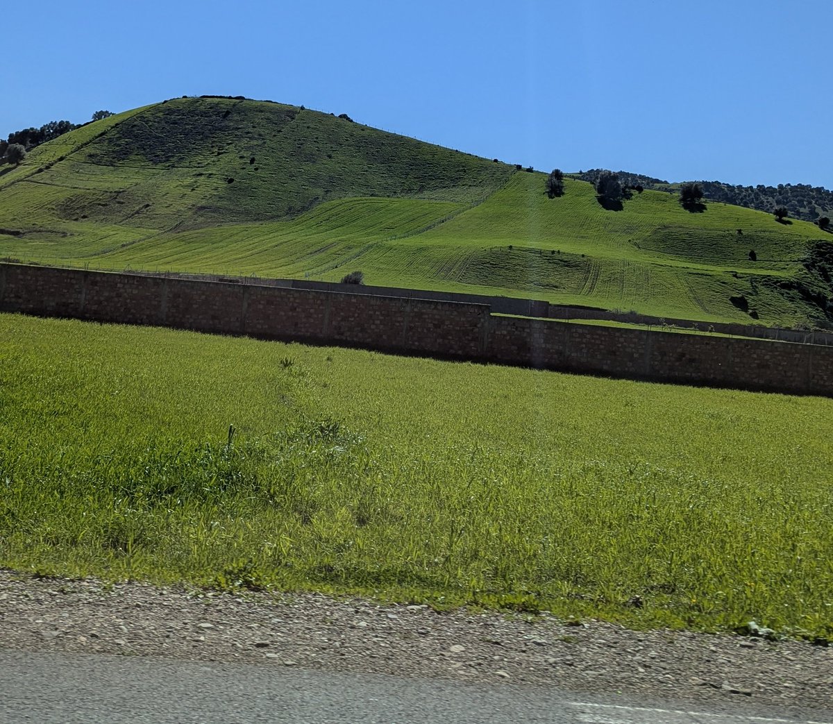 pavarotti tweet media