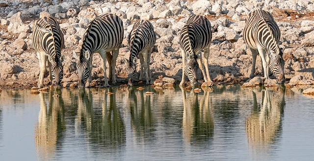 Massage in muscat . tweet media