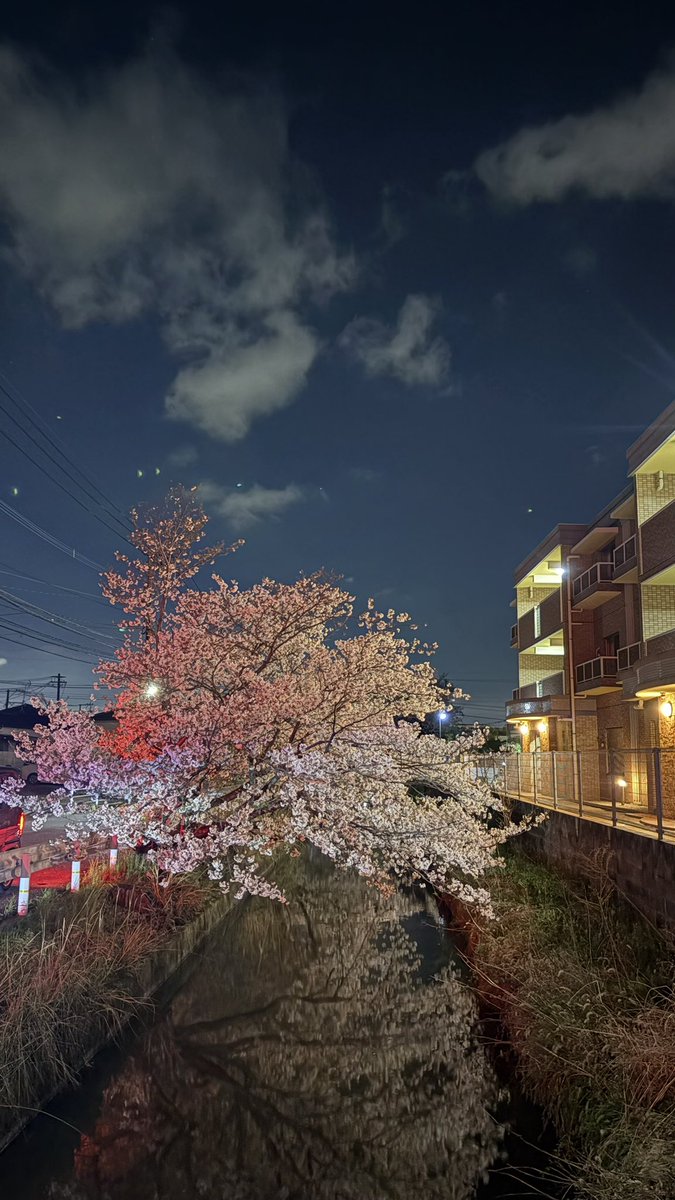 TAROU_GT's tweet photo. #桜 #blossom #さくら https://t.co/cSdBEexxcj