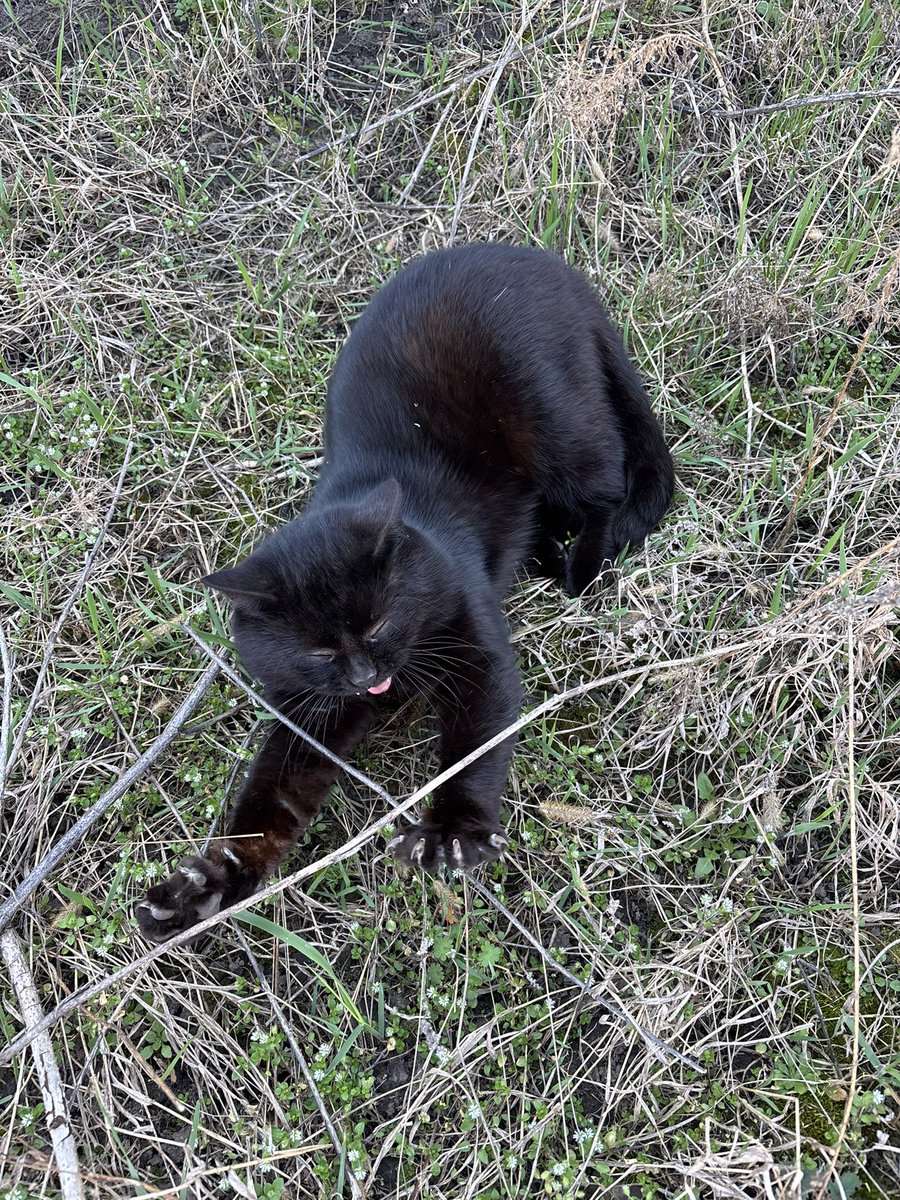 біла кишка tweet media