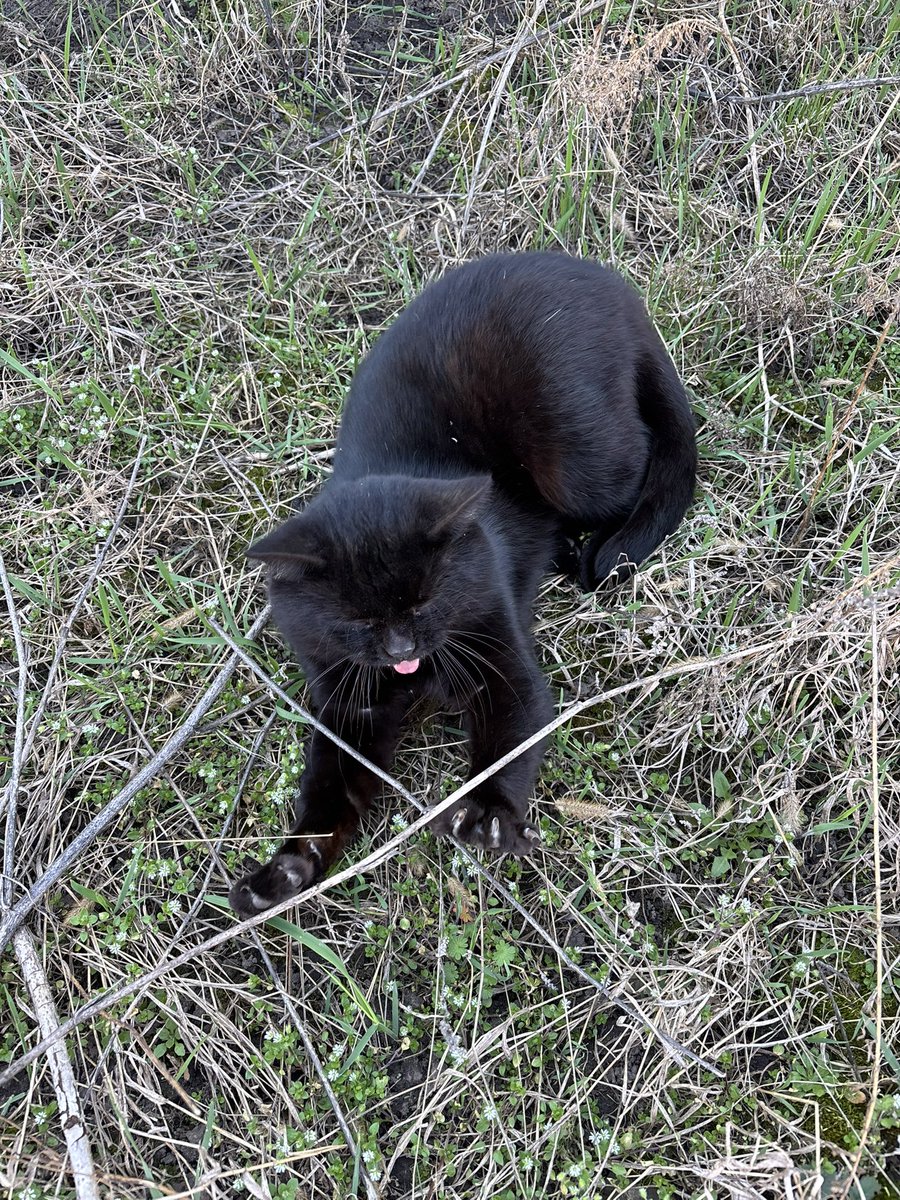 біла кишка tweet media