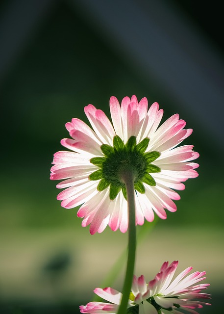 Angela Fields tweet media