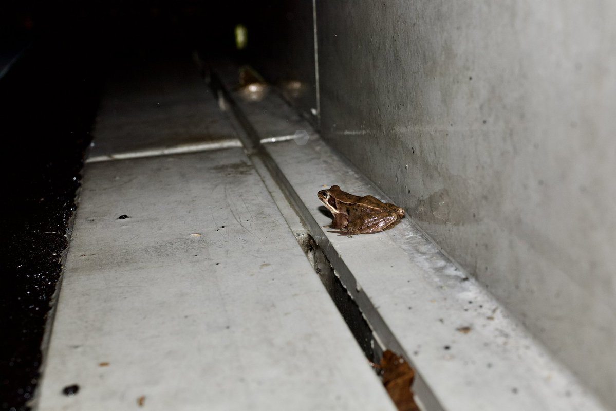 ぬばしぎ tweet media