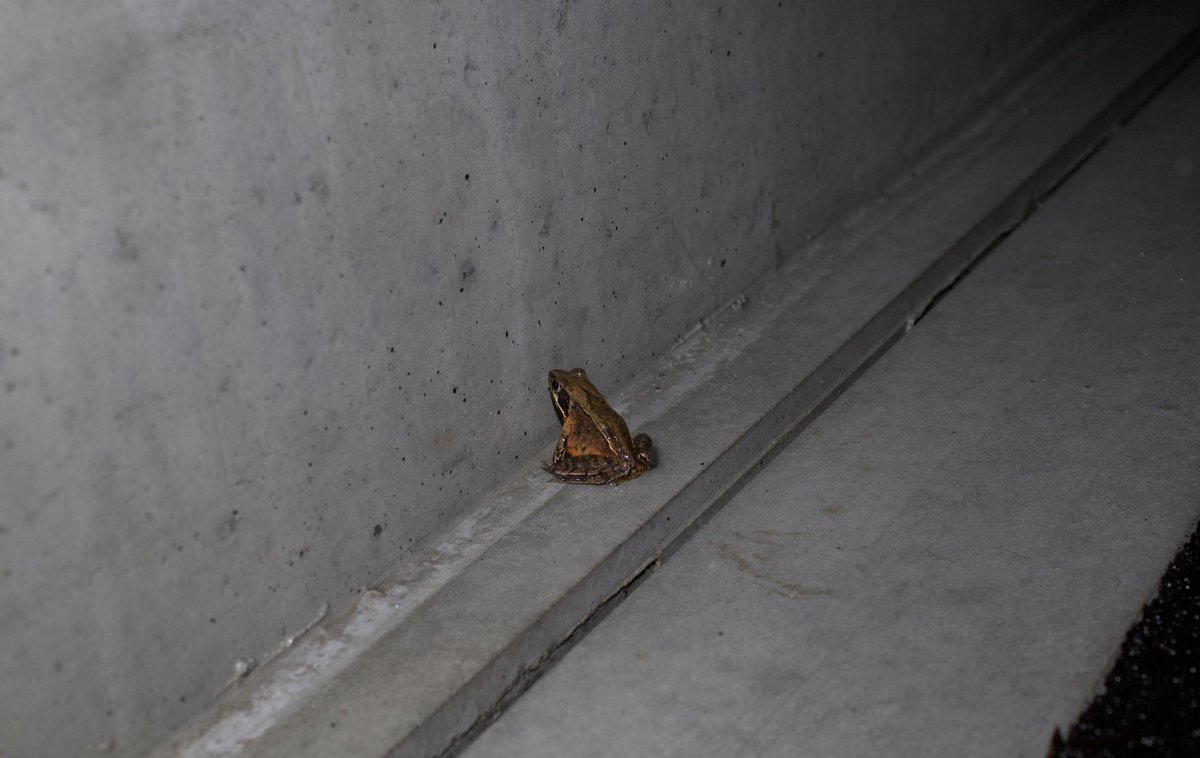 ぬばしぎ tweet media