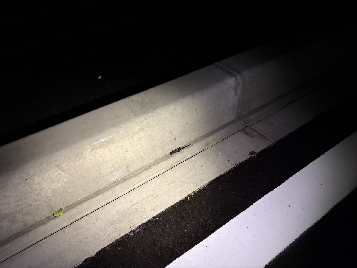 ぬばしぎ tweet media