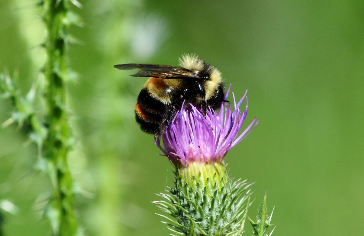 Give A Shit About Nature tweet media