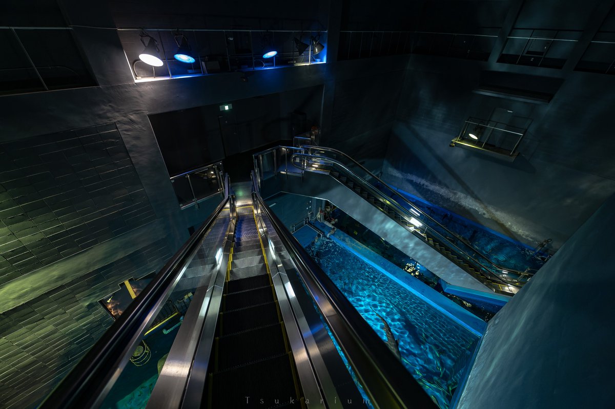 銀鏡つかさ/水族館写真家 tweet media