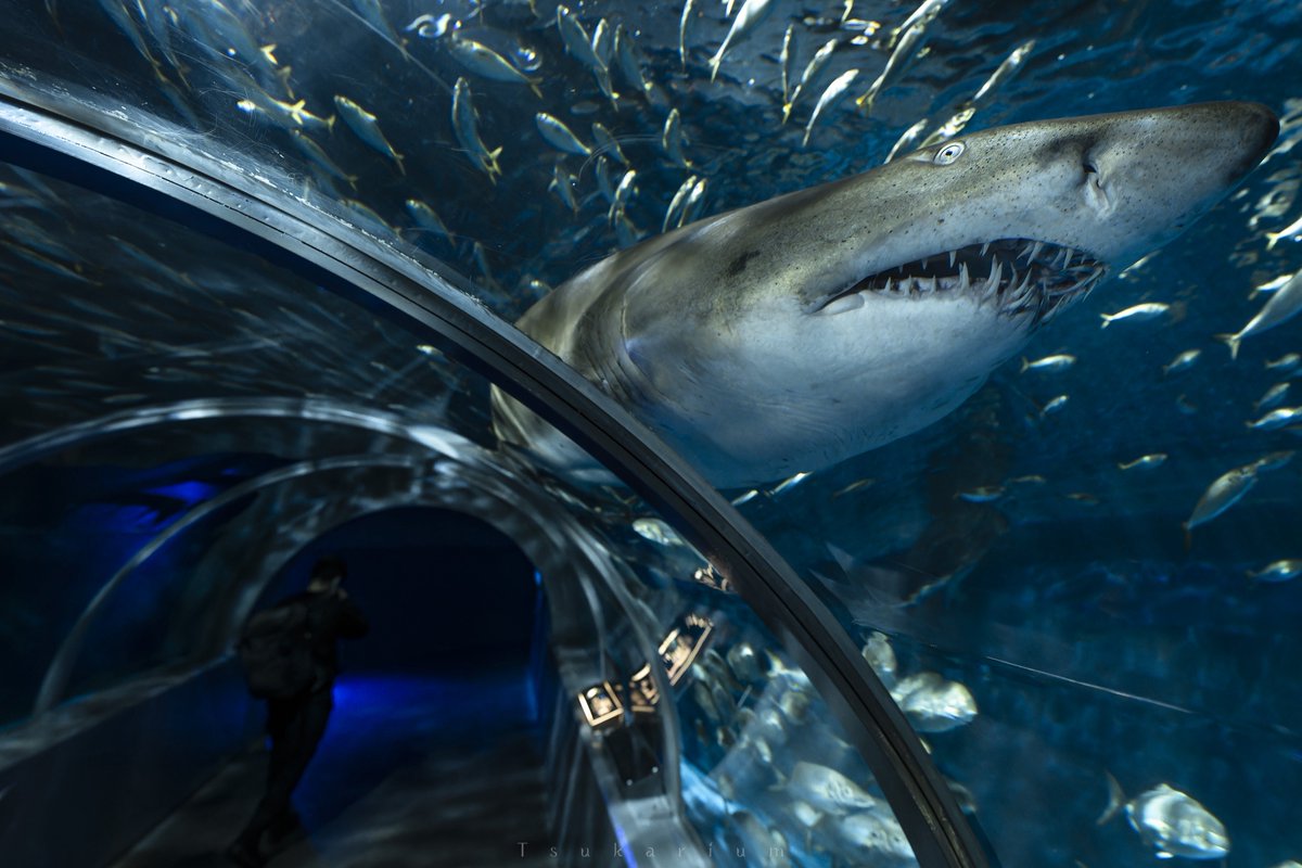 銀鏡つかさ/水族館写真家 tweet media